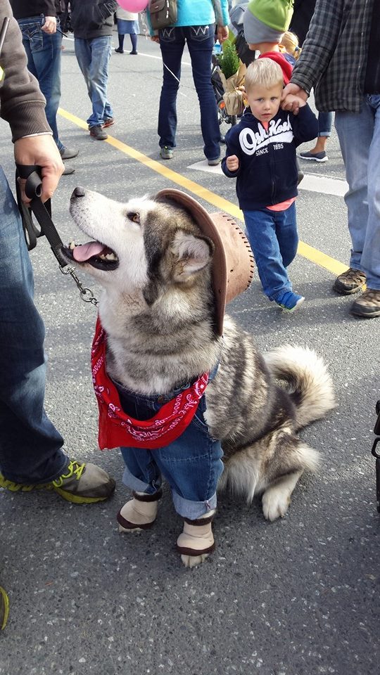 Image of a dog in a cowboy hat at an event